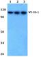 Nuclear Export Mediator Factor antibody, A09039-1, Boster Biological Technology, Western Blot image 