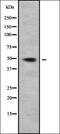 Carboxypeptidase A4 antibody, orb338132, Biorbyt, Western Blot image 