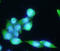Folate Hydrolase 1 antibody, GTX57558, GeneTex, Immunocytochemistry image 