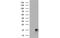 Synaptojanin-2-binding protein antibody, MBS833189, MyBioSource, Western Blot image 