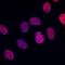 Paired Box 8 antibody, NBP2-67876, Novus Biologicals, Immunocytochemistry image 