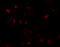 Karyopherin Subunit Alpha 5 antibody, 6655, ProSci Inc, Immunofluorescence image 