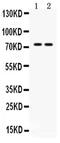 ZBTB7A antibody, PA5-80246, Invitrogen Antibodies, Western Blot image 