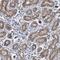 Zinc Finger Protein 419 antibody, PA5-51881, Invitrogen Antibodies, Immunohistochemistry paraffin image 