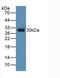 Toll Interacting Protein antibody, LS-C296691, Lifespan Biosciences, Western Blot image 