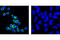 Hematopoietic Cell-Specific Lyn Substrate 1 antibody, 3890S, Cell Signaling Technology, Immunocytochemistry image 