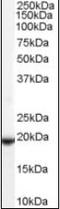 Phospholipid hydroperoxide glutathione peroxidase, nuclear antibody, orb88775, Biorbyt, Western Blot image 