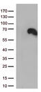 Docking Protein 3 antibody, LS-C796531, Lifespan Biosciences, Western Blot image 