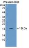 Zinc Ribbon Domain Containing 1 antibody, LS-C373613, Lifespan Biosciences, Western Blot image 