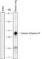 Carbonic Anhydrase 4 antibody, MAB2186, R&D Systems, Western Blot image 