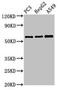Vanin 1 antibody, LS-C673279, Lifespan Biosciences, Western Blot image 