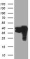 Transaldolase 1 antibody, CF809920, Origene, Western Blot image 