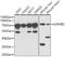 Lamin B2 antibody, 22-257, ProSci, Western Blot image 