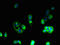Apelin Receptor antibody, LS-C375232, Lifespan Biosciences, Immunofluorescence image 