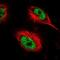 AT-Hook DNA Binding Motif Containing 1 antibody, NBP1-84238, Novus Biologicals, Immunofluorescence image 