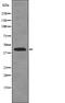 Flap Structure-Specific Endonuclease 1 antibody, PA5-64848, Invitrogen Antibodies, Western Blot image 