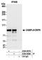 Oxysterol Binding Protein Like 9 antibody, A304-908A, Bethyl Labs, Immunoprecipitation image 