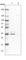 Mitochondrial Trans-2-Enoyl-CoA Reductase antibody, HPA028740, Atlas Antibodies, Western Blot image 