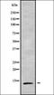 Transcription Elongation Factor A Like 7 antibody, orb338765, Biorbyt, Western Blot image 