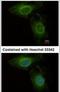 Phosphoglycerate Dehydrogenase antibody, PA5-27578, Invitrogen Antibodies, Immunofluorescence image 