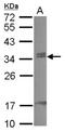 Chromobox 7 antibody, NBP2-15737, Novus Biologicals, Western Blot image 