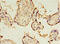 KIAA1191 antibody, CSB-PA846582LA01HU, Cusabio, Immunohistochemistry frozen image 