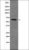 Calcium/Calmodulin Dependent Protein Kinase Kinase 1 antibody, orb335804, Biorbyt, Western Blot image 