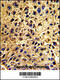Nucleoporin 62 antibody, 62-947, ProSci, Immunohistochemistry paraffin image 