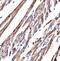 Myosin Heavy Chain 3 antibody, A02697-1, Boster Biological Technology, Immunohistochemistry paraffin image 