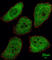 PTTG1 Regulator Of Sister Chromatid Separation, Securin antibody, abx033347, Abbexa, Western Blot image 