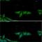 Macrophage Migration Inhibitory Factor antibody, NBP1-04319, Novus Biologicals, Immunofluorescence image 
