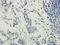 Myeloperoxidase antibody, orb360767, Biorbyt, Immunohistochemistry paraffin image 