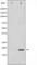 Peptidylprolyl Cis/Trans Isomerase, NIMA-Interacting 1 antibody, abx011350, Abbexa, Western Blot image 