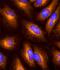 IFI30 Lysosomal Thiol Reductase antibody, MAB7715, R&D Systems, Immunofluorescence image 