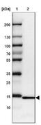 Ribosomal Protein L36 antibody, NBP2-13255, Novus Biologicals, Western Blot image 
