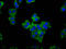 Leucine-rich repeat-containing protein 16A antibody, LS-C680235, Lifespan Biosciences, Immunofluorescence image 