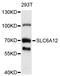 Solute Carrier Family 6 Member 12 antibody, abx126589, Abbexa, Western Blot image 