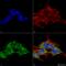 Receptor Accessory Protein 2 antibody, LS-C775974, Lifespan Biosciences, Immunocytochemistry image 