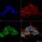 Receptor expression-enhancing protein 2 antibody, LS-C775974, Lifespan Biosciences, Immunocytochemistry image 