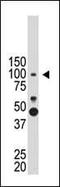 Prospero Homeobox 1 antibody, PA5-11898, Invitrogen Antibodies, Western Blot image 