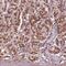 SEC23 Homolog B, Coat Complex II Component antibody, NBP2-56982, Novus Biologicals, Immunohistochemistry frozen image 