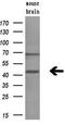 GDP-Mannose 4,6-Dehydratase antibody, M05783, Boster Biological Technology, Western Blot image 