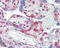 Erk1 antibody, ADI-KAP-MA001-F, Enzo Life Sciences, Immunohistochemistry paraffin image 