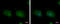 La Ribonucleoprotein Domain Family Member 1 antibody, GTX120883, GeneTex, Immunofluorescence image 