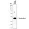 Chondroadherin antibody, AF8218, R&D Systems, Western Blot image 