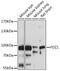 Frizzled Class Receptor 1 antibody, 13-809, ProSci, Western Blot image 