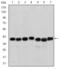 Survival Of Motor Neuron 2, Centromeric antibody, GTX60451, GeneTex, Western Blot image 