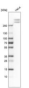 Spectrin Alpha, Non-Erythrocytic 1 antibody, HPA007927, Atlas Antibodies, Western Blot image 