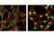 SMAD2 antibody, 5339S, Cell Signaling Technology, Immunofluorescence image 