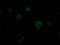 Stromal Antigen 2 antibody, CSB-RA292183A0HU, Cusabio, Immunofluorescence image 